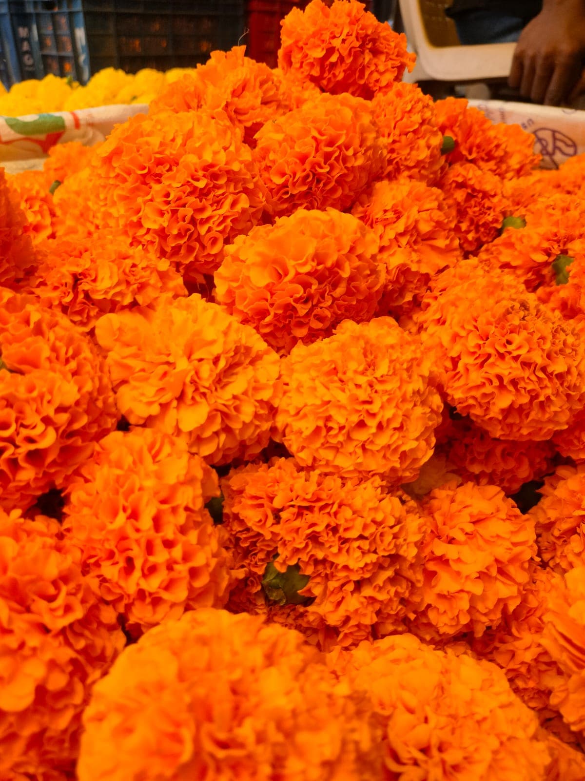 Orange Marigold