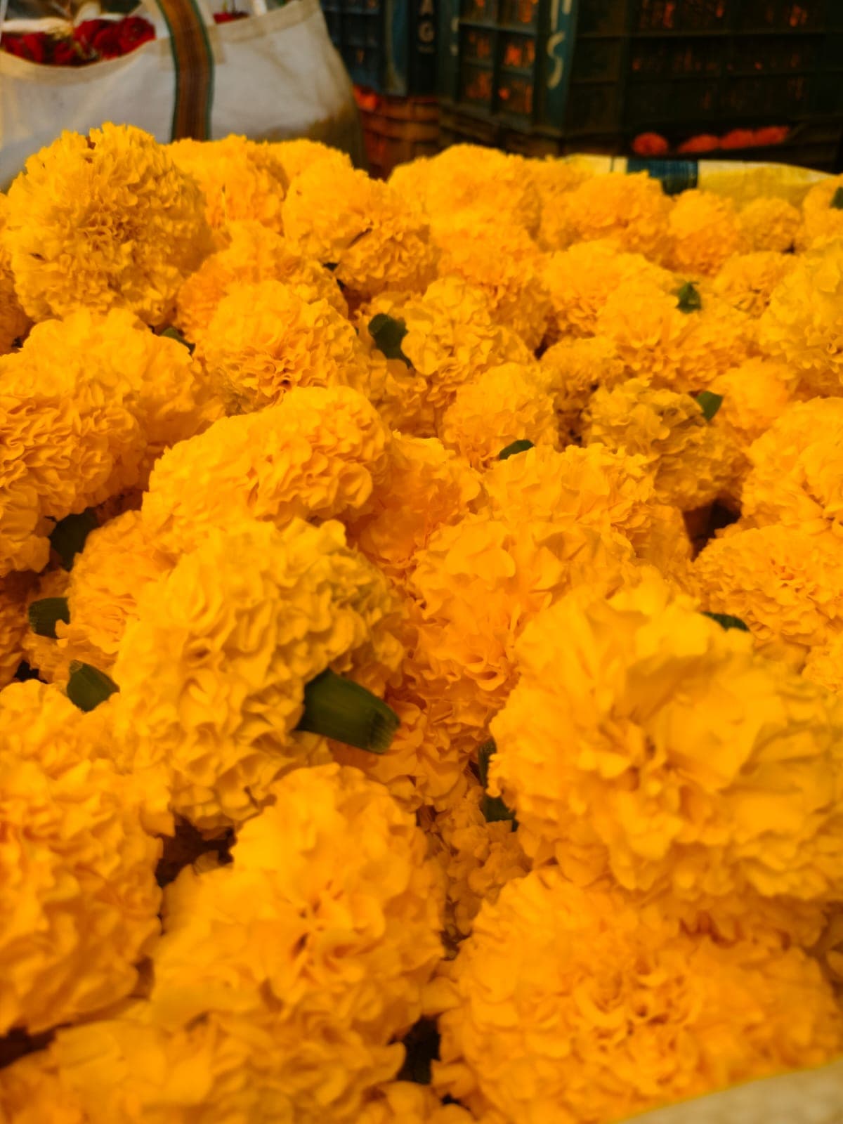 Yellow Marigold